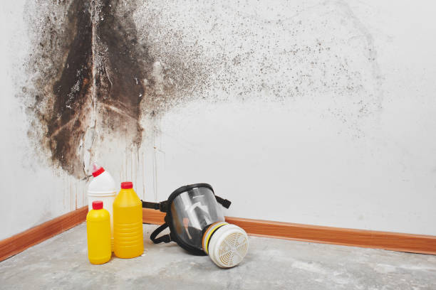 Best Professional Mold Removal  in Mickleton, NJ