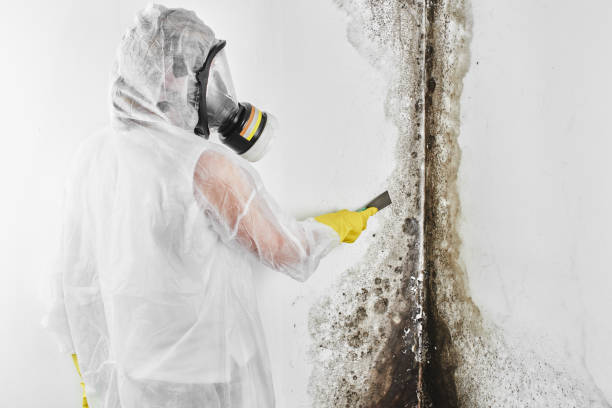 Best Toxic Mold Removal  in Mickleton, NJ
