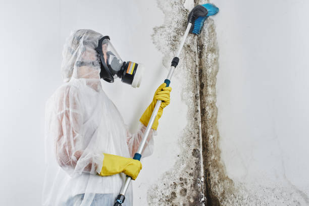 Best Crawl Space Mold Removal  in Mickleton, NJ