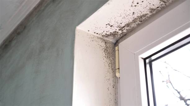 Best Office Mold Removal Services  in Mickleton, NJ