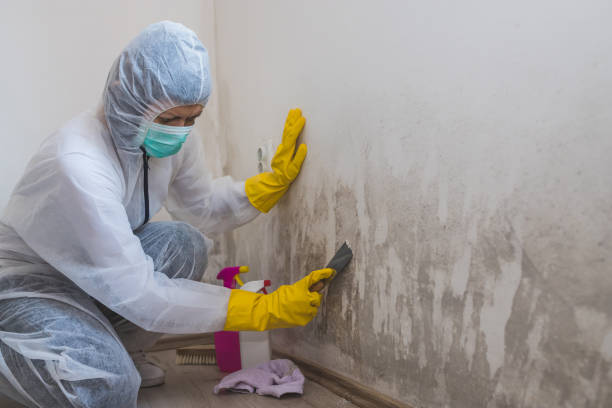 Crawl Space Mold Removal in Mickleton, NJ