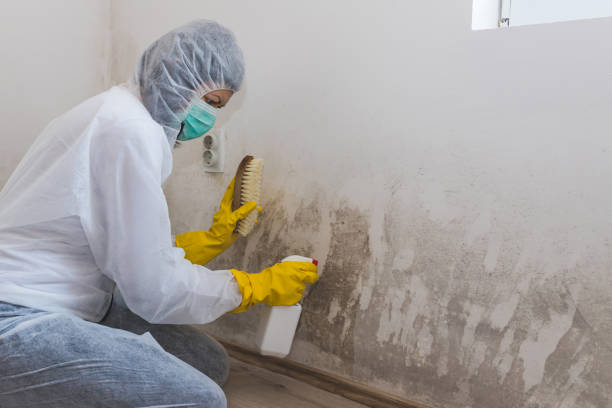 Reliable Mickleton, NJ Mold Removal Solutions