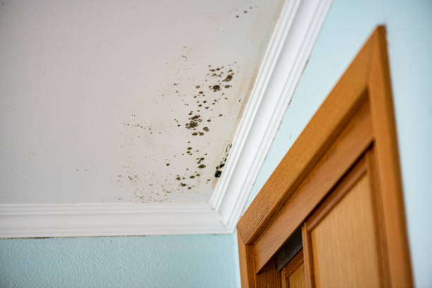 Best Mold Inspection  in Mickleton, NJ