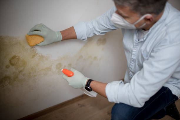 Best Mold Remediation  in Mickleton, NJ