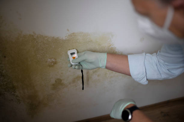 Best Office Mold Removal Services  in Mickleton, NJ