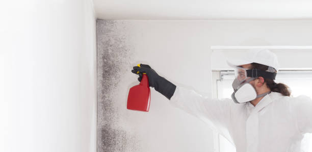 Best Mold Damage Repair  in Mickleton, NJ