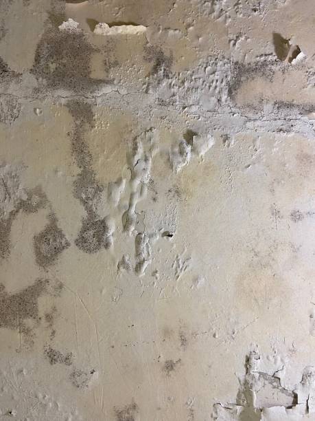 Best Same-Day Mold Removal  in Mickleton, NJ