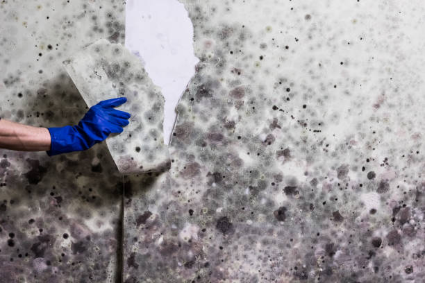 Best Crawl Space Mold Removal  in Mickleton, NJ