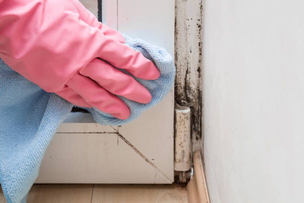 Office Mold Removal Services in Mickleton, NJ