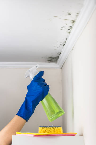 Best Mold Remediation  in Mickleton, NJ